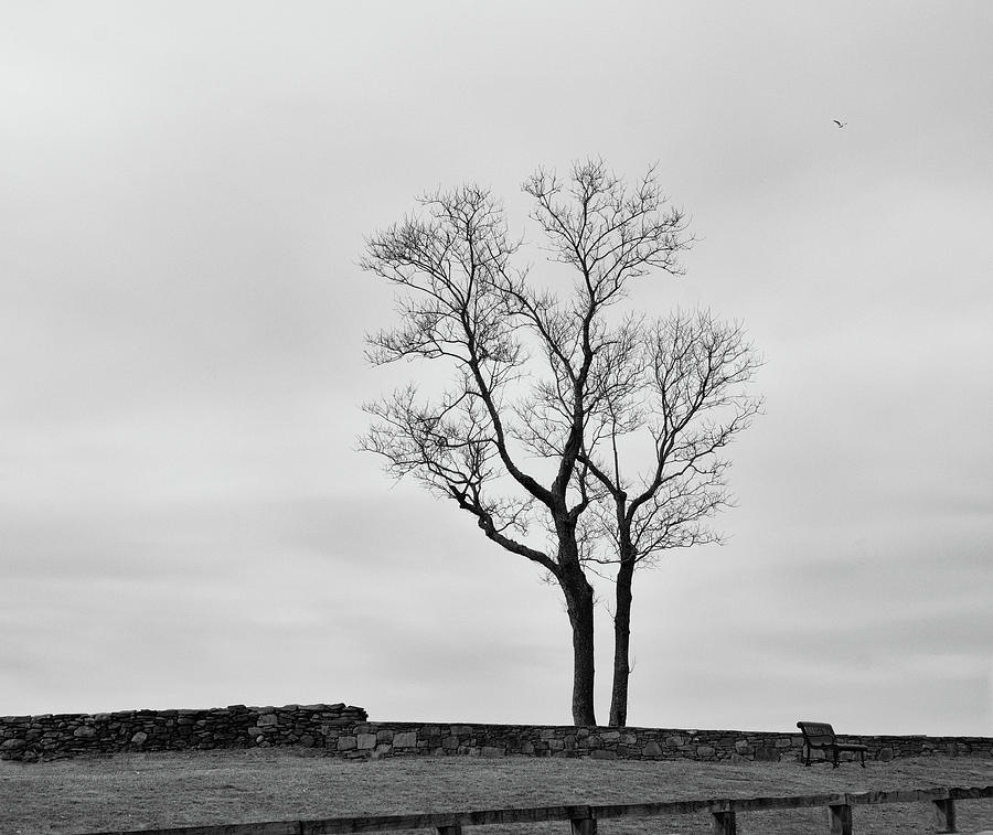 Winter Trees and Fences Photograph by Nancy De Flon