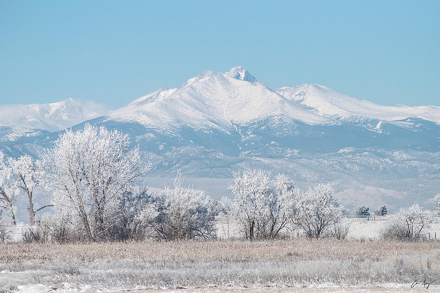 Winter Trees and Longs Peak Photograph by Aaron Spong