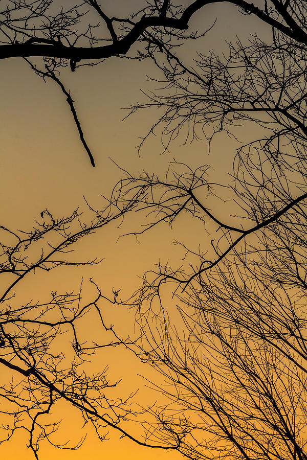 Winter Trees and Sunset Photograph by Robert Ullmann