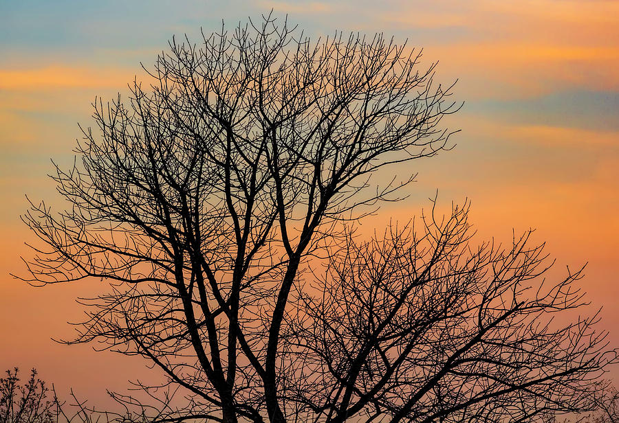 Winter Trees at Sunset 2 Photograph by Robert Ullmann
