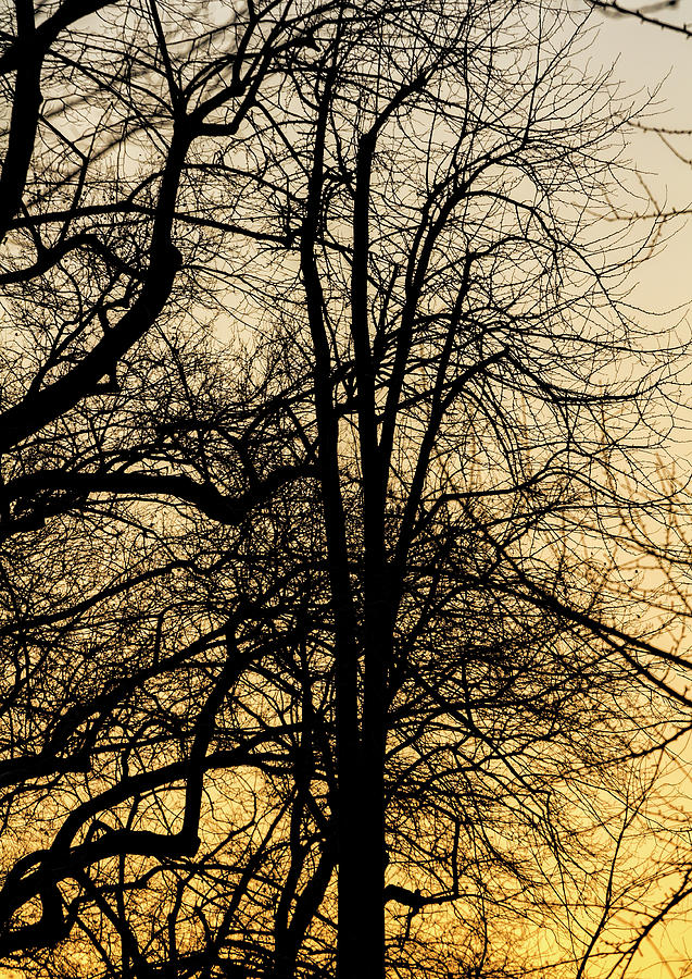 Winter Trees at Sunset 3 Photograph by Robert Ullmann