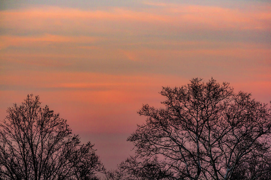 Winter Trees at Sunset 5 Photograph by Robert Ullmann