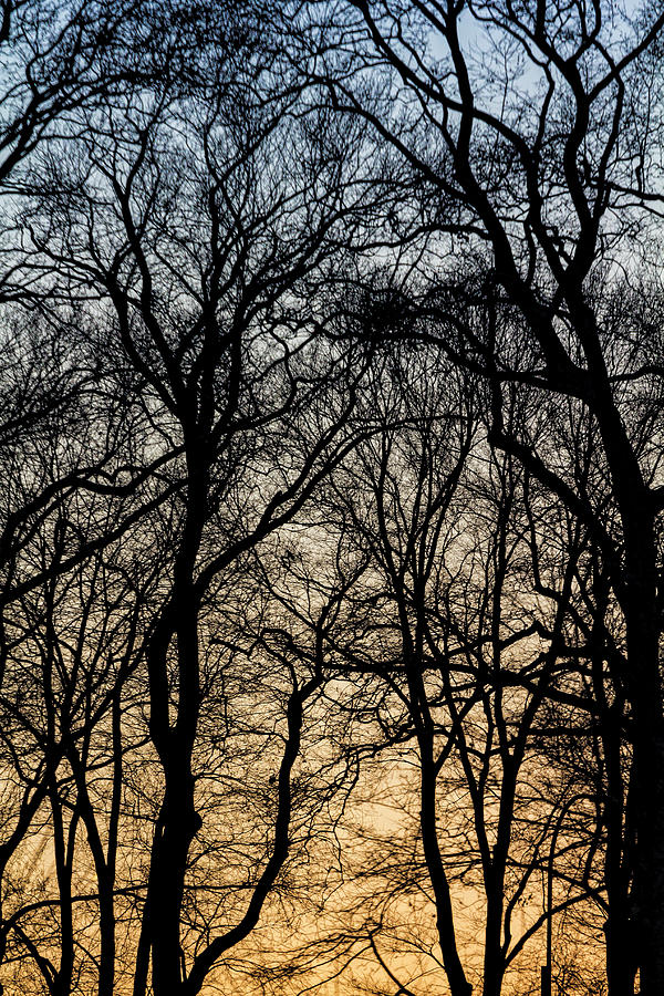 Winter Trees at Sunset 6 Photograph by Robert Ullmann