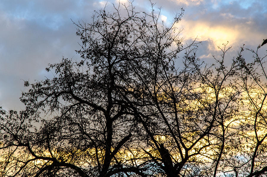 Winter trees at sunset Photograph by AM FineArtPrints