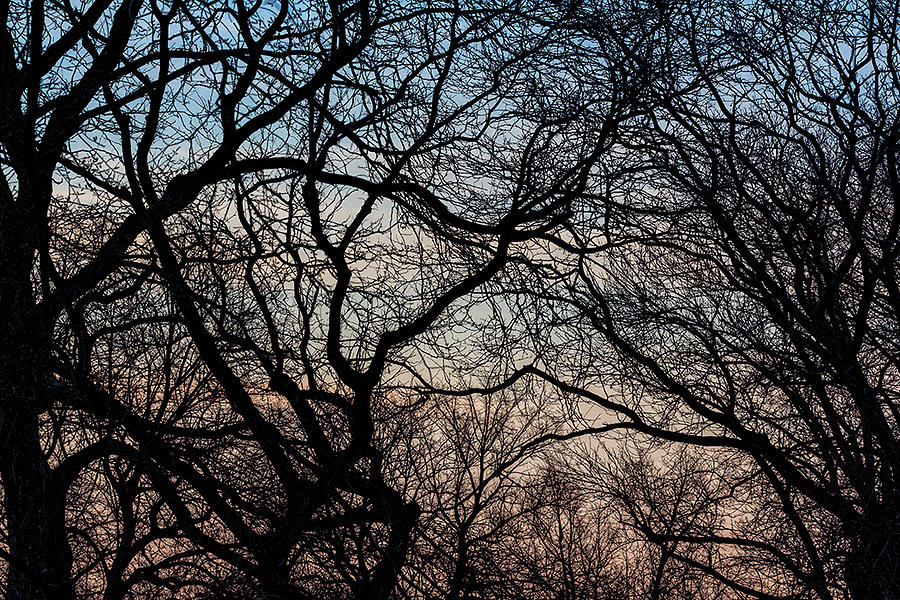 Winter Trees at Sunset Photograph by Robert Ullmann