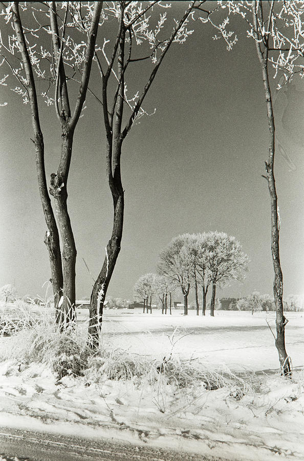 Winter trees  Photograph by Dirk Ercken
