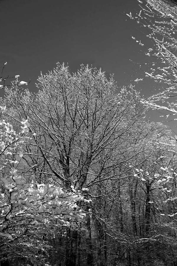 Winter Photograph - Winter Trees in Greig Park BW by Mary Bedy