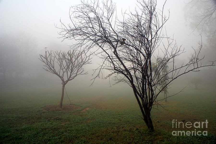 Winter trees in the Barri Haze Photograph by Padamvir Singh