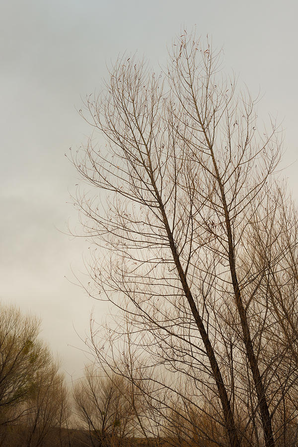 Winter Trees Photograph by Joseph Smith