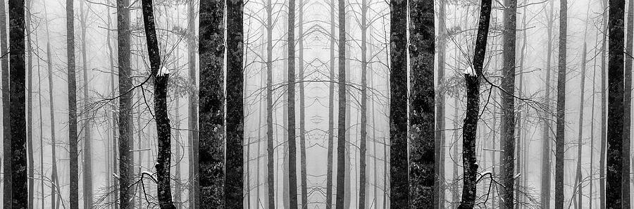 Winter Trees Photograph by Joye Ardyn Durham