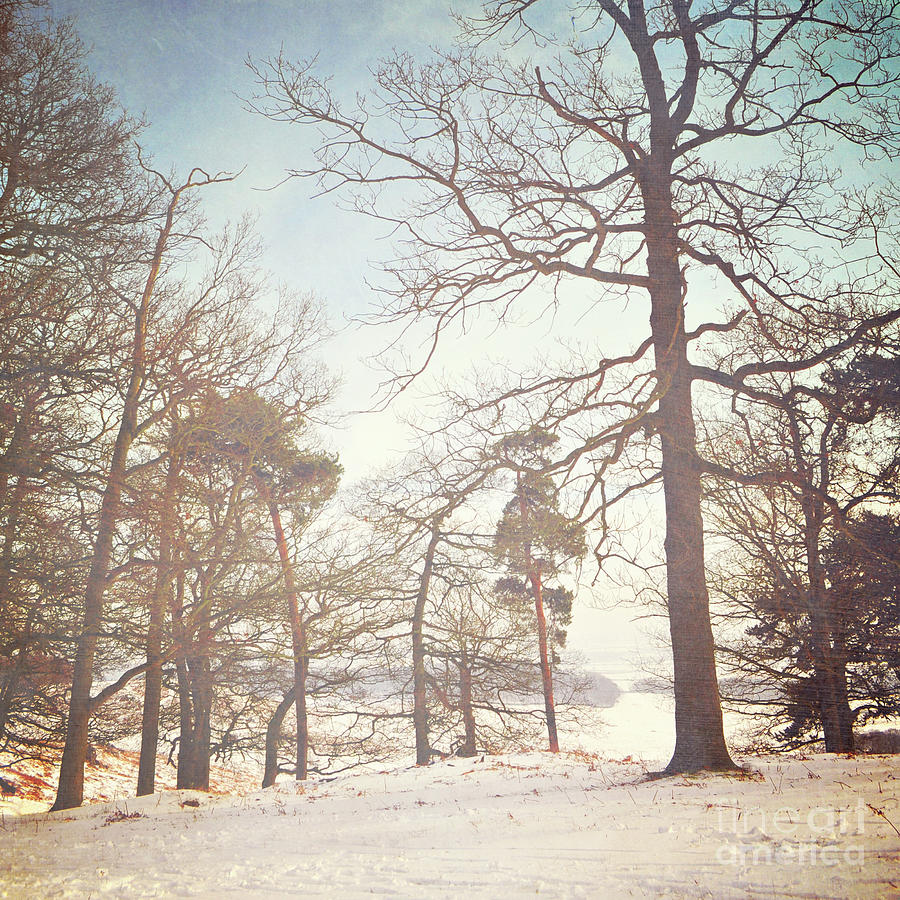 Winter trees Photograph by Lyn Randle