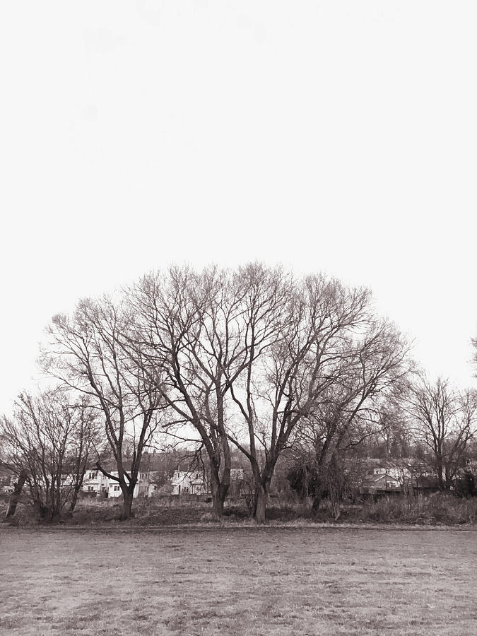 Winter trees monochrome Photograph by Tom Gowanlock