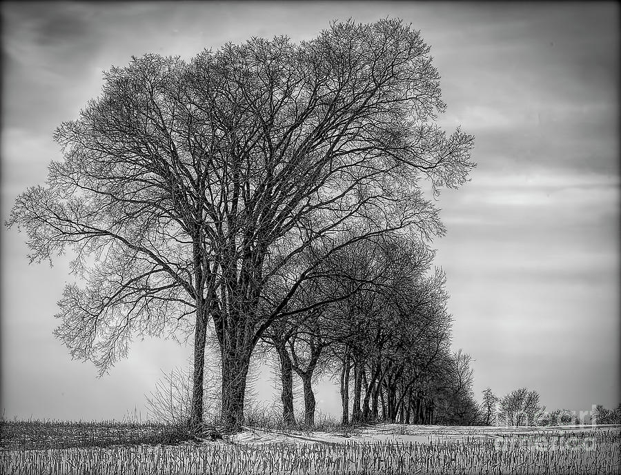 Winter Trees Naked Branches Black White Landscape  Photograph by Chuck Kuhn