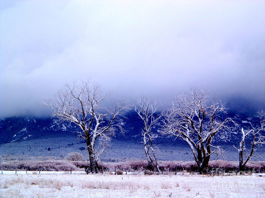 Winter Trees Of 4 In Fog Photography By Cheyanne Sexton Photograph