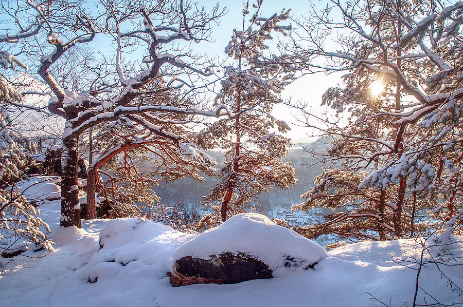 Winter Trees of Saxon Switzerland Photograph by Jenny Rainbow