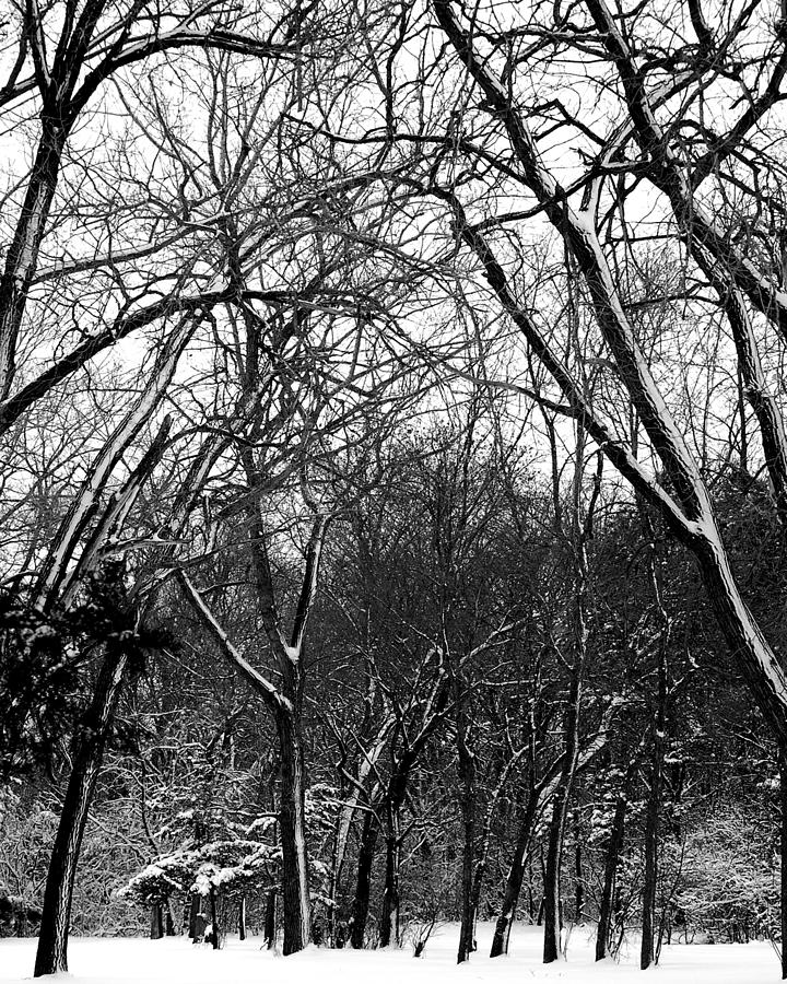 Winter Photograph - Winter Trees by Ralph Steinhauer