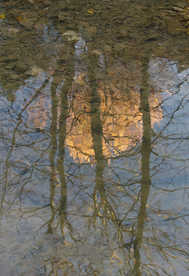 Winter Trees Reflection Photograph by Adrian Wale
