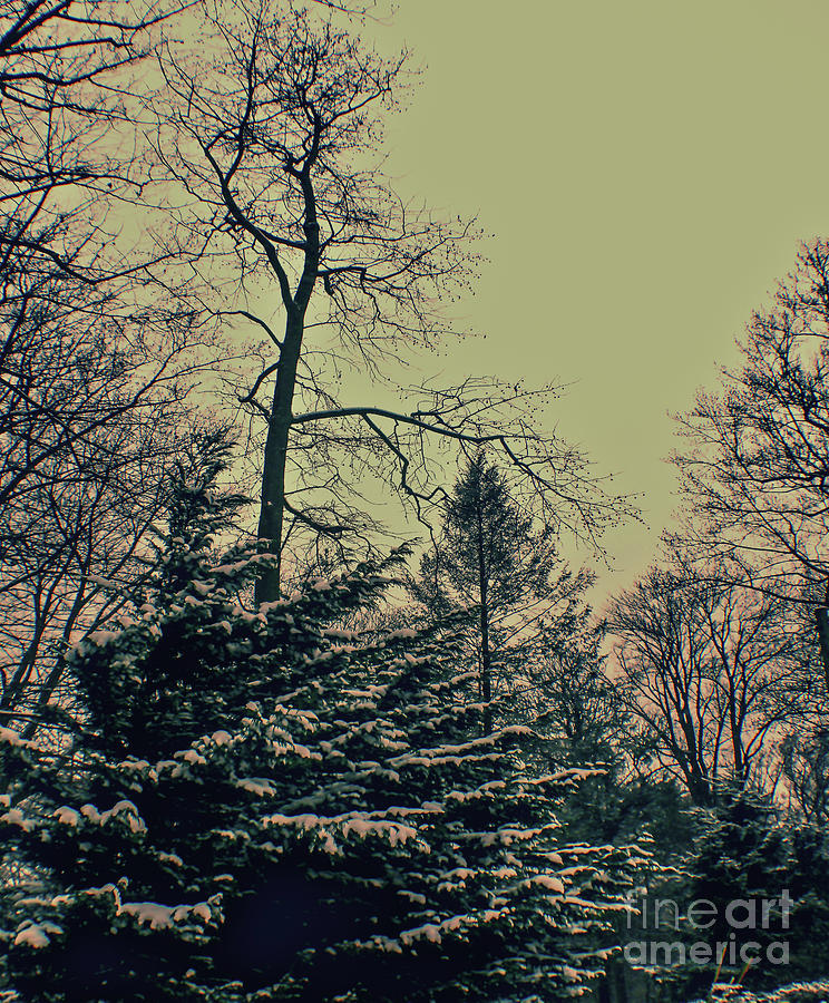 Winter Trees Photograph by Sandy Moulder