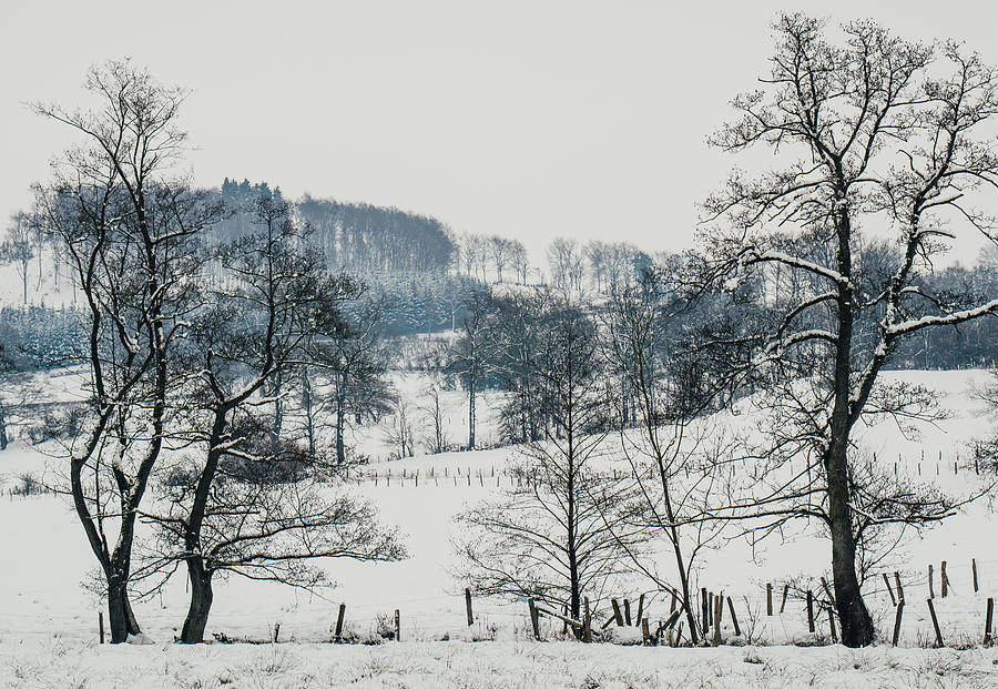 Nature Photograph - Winter Trees Solitude Landscape by Pati Photography