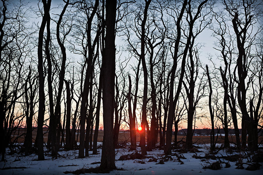 Sunset Photograph - Winter Trees by Steve Gadomski