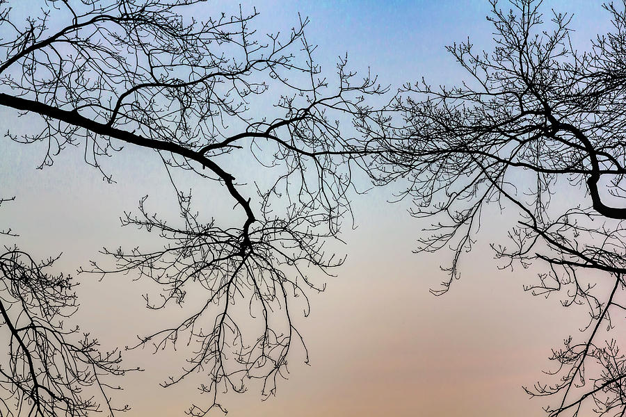 Tree Photograph - Winter Trees - Sunset by Robert Ullmann