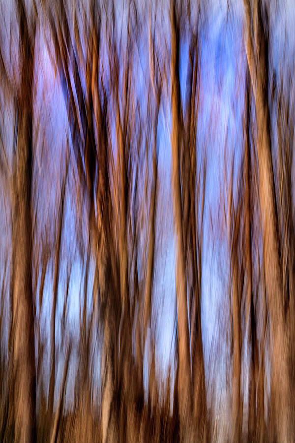 Winter Trees Swipe Photograph by Don Johnson