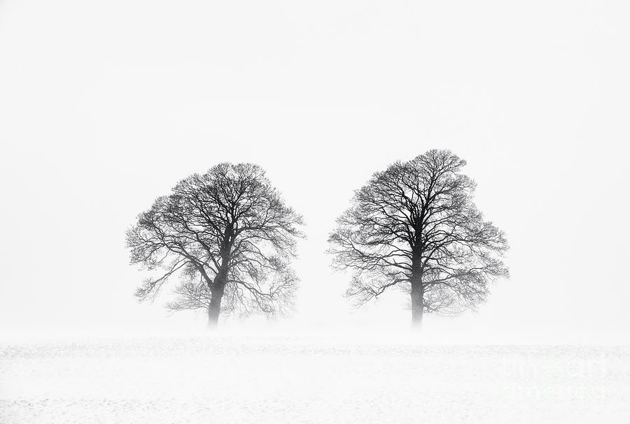 Winter Trees Photograph by Tim Gainey
