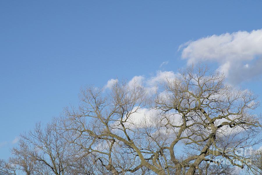 Winter Treetops Photograph by Ann Horn