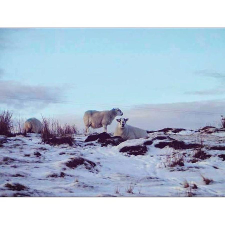 Sheep Photograph - Winter Trip To The Isle Of Skye ❄ ⛄ by Rebecca Bromwich