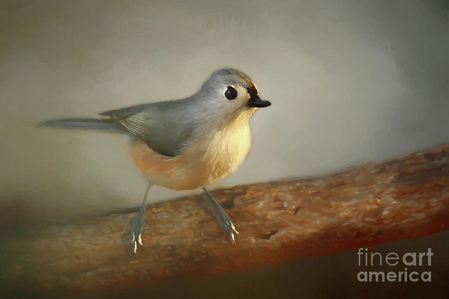 Winter Tufted Titmouse Photograph