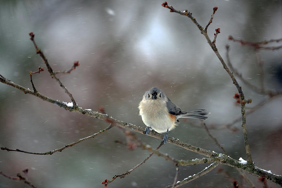 Winter Tufted Titmouse Photograph by Diane Giurco