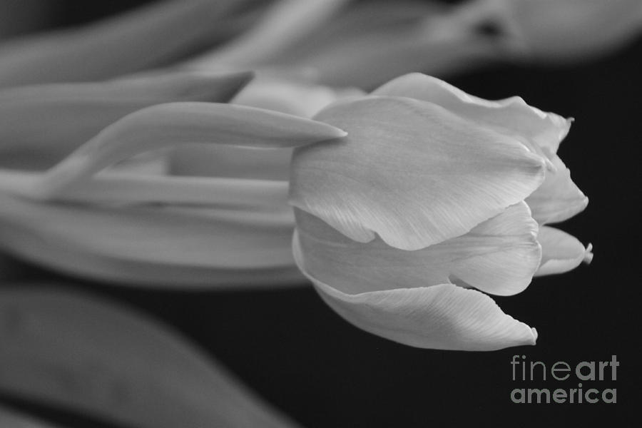 Winter tulip 4 Photograph by Jennifer E Doll