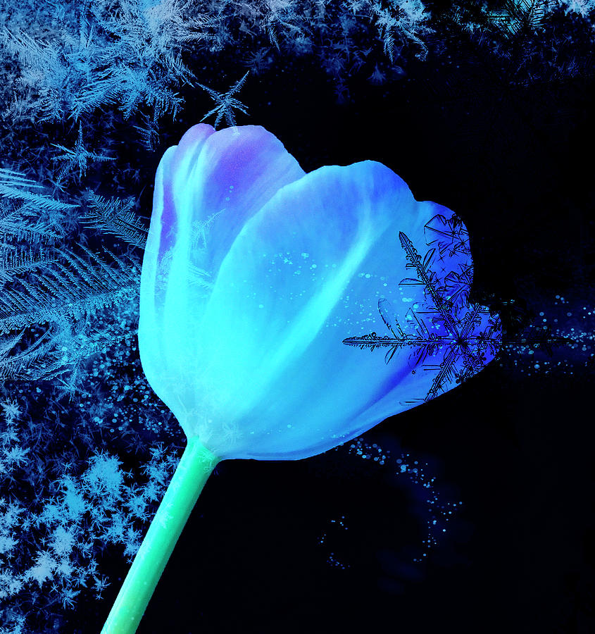 Winter Tulip Blue Theme Photograph by Johanna Hurmerinta
