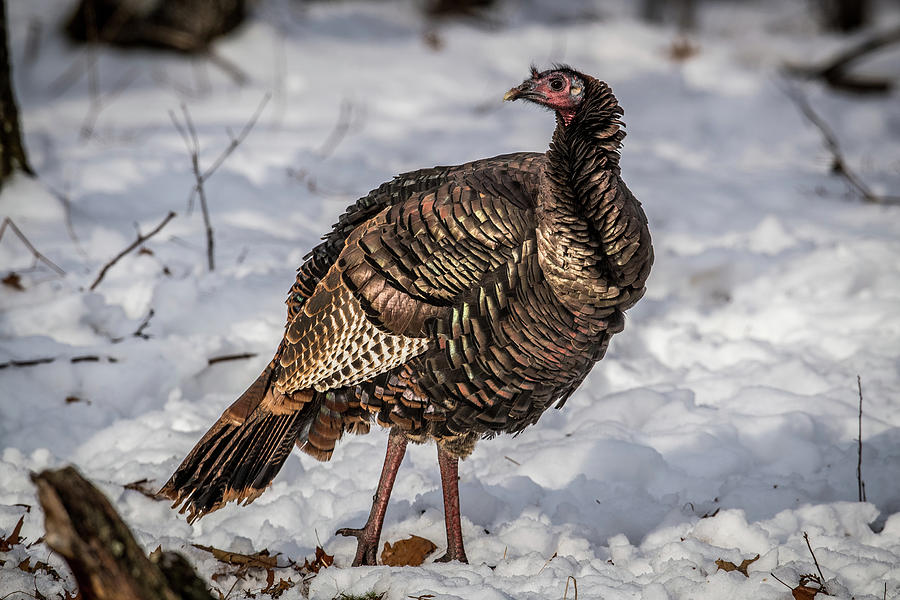 Winter Turkey Photograph by Paul Freidlund