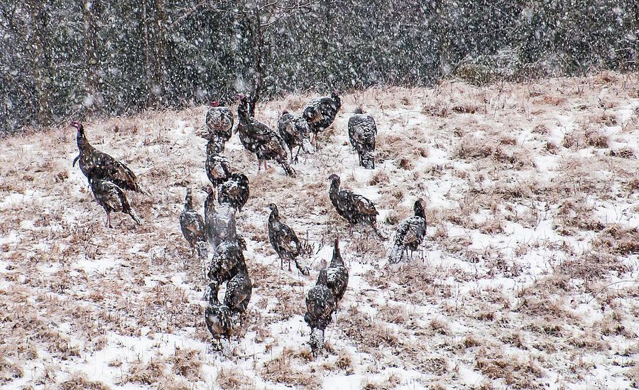 Winter Turkeys Photograph by Marie Fortin