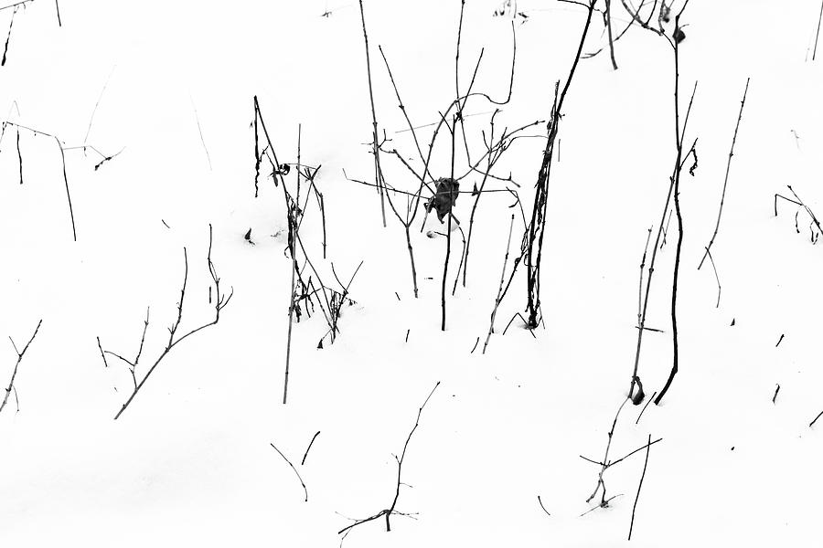 Winter Twigs 2 High Contrast Photograph by Mary Bedy