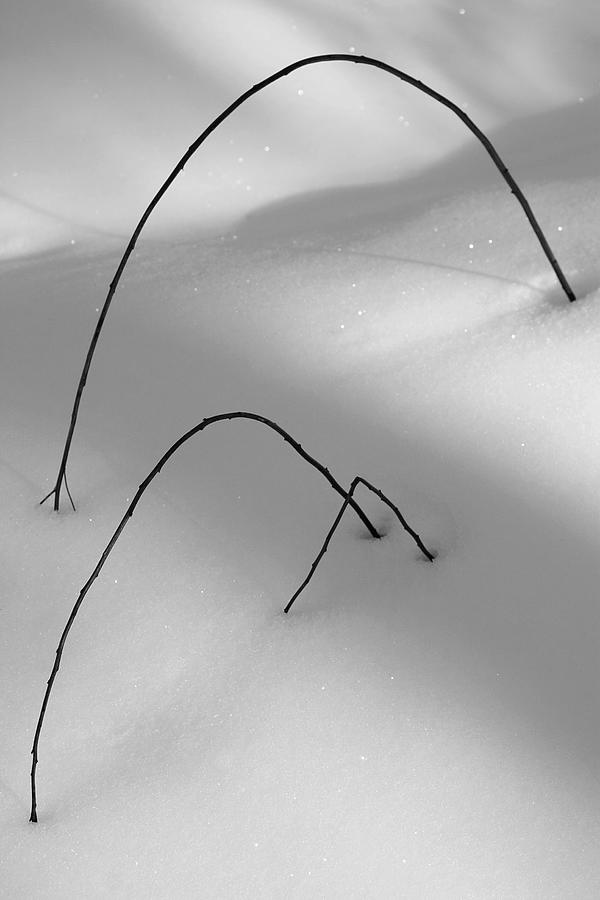 Winter Twigs Photograph by Jeff Galbraith