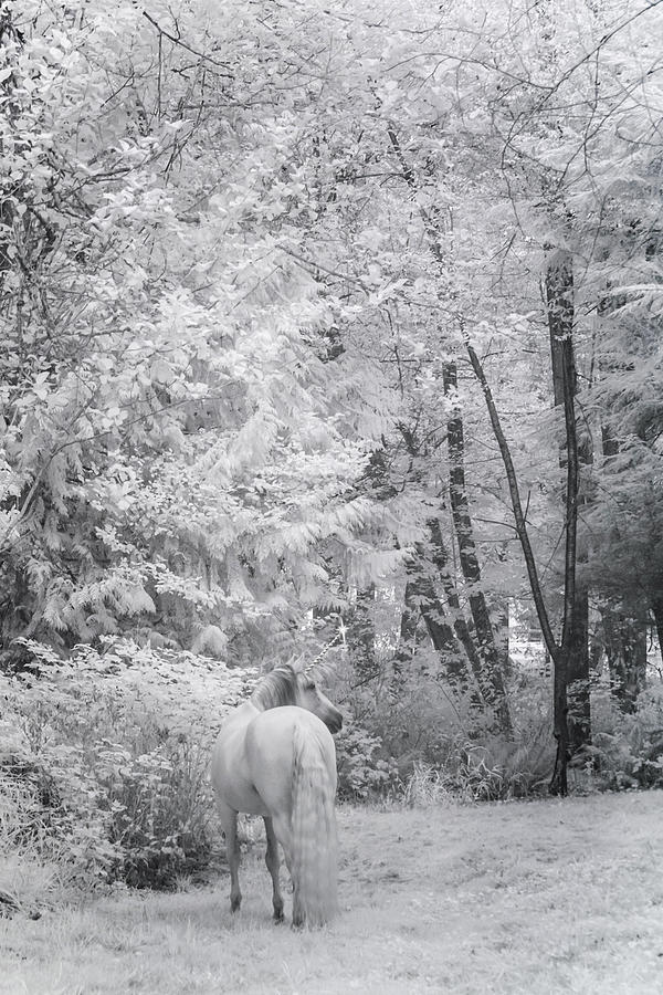 Winter Unicorn Photograph by Wes and Dotty Weber
