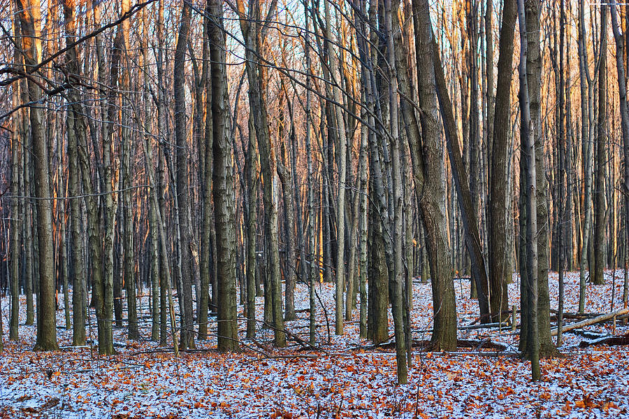 Winter - UW Arboretum Madison Wisconsin Photograph by Steven Ralser