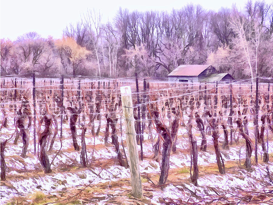 Winter Vineyards - Niagara Region Digital Art by Leslie Montgomery