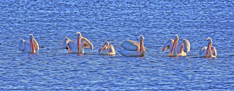 Winter Visitors 2 Photograph by HH Photography of Florida