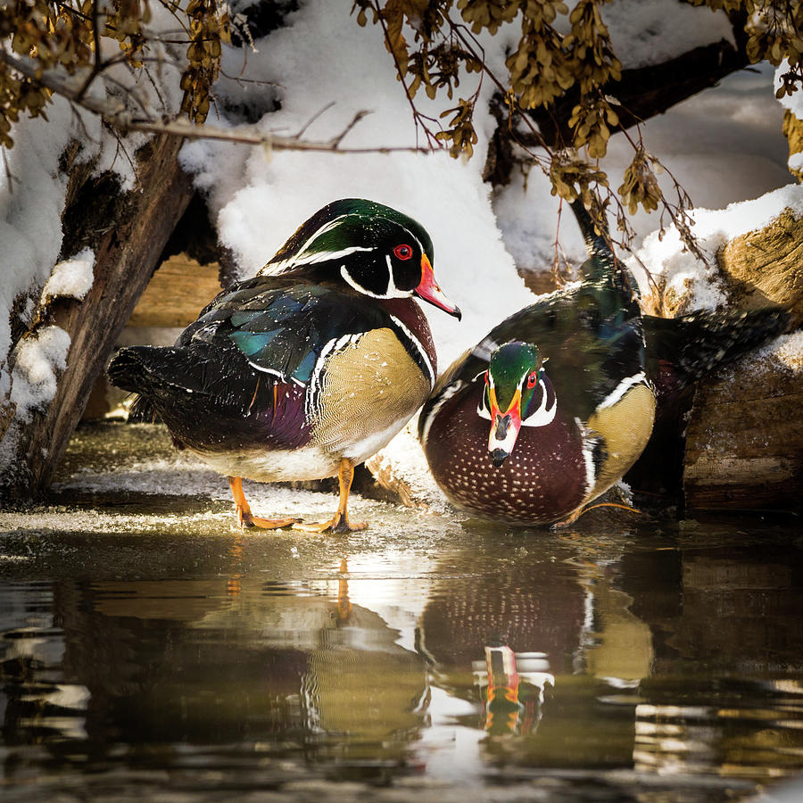 Winter Visitors - Wood Ducks Photograph by TL Mair
