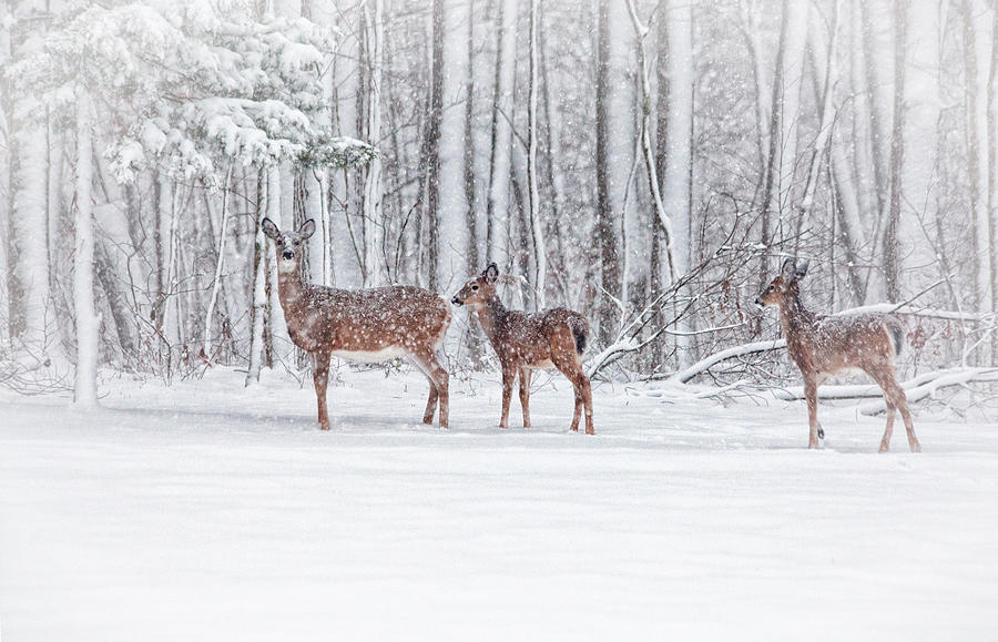 Deer Photograph - Winter Visits by Karol Livote