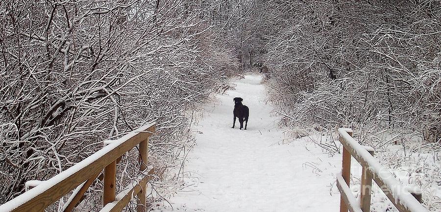 Winter Walk Photograph by Deb Stroh-Larson