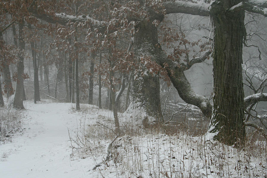Winter Walk Photograph by Dylan Punke