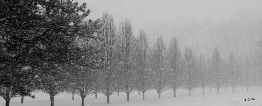 Tree Photograph - Winter Walk by Edward Smith