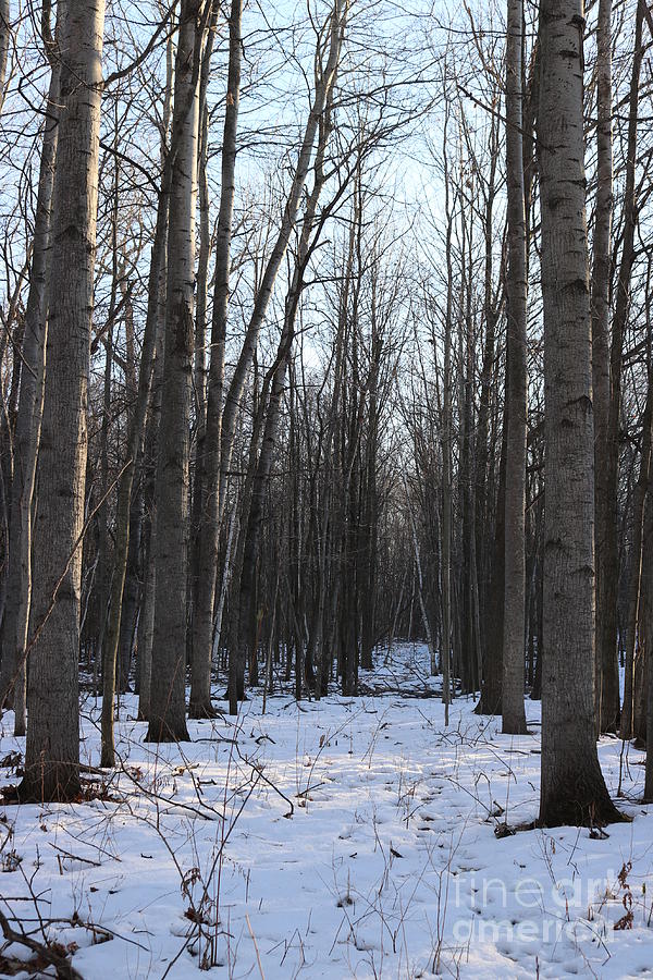Winter Walk Photograph by Erick Schmidt