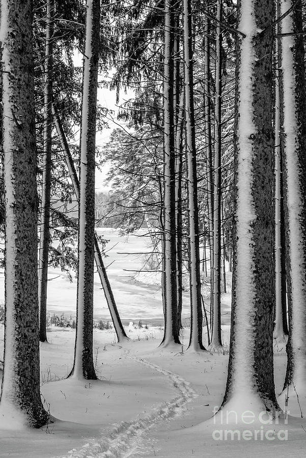 Winter Walk Photograph by Joann Long