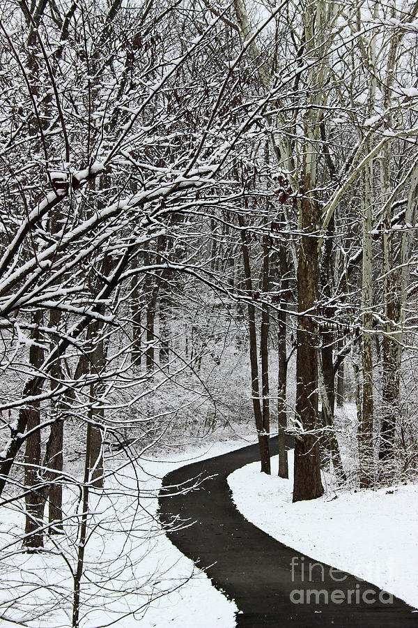 Winter Walk Photograph by Karen Adams
