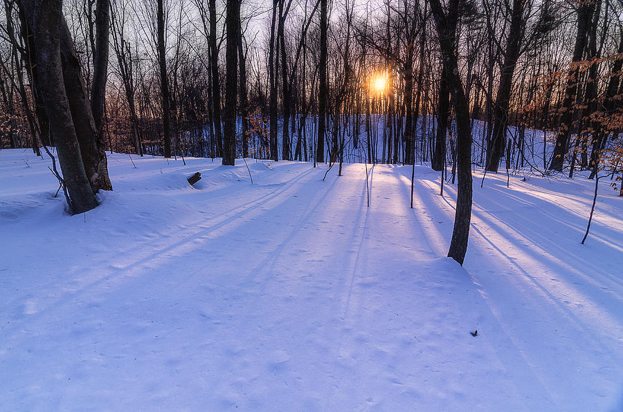 Tree Photograph - Winter Walks Continue by Craig Szymanski